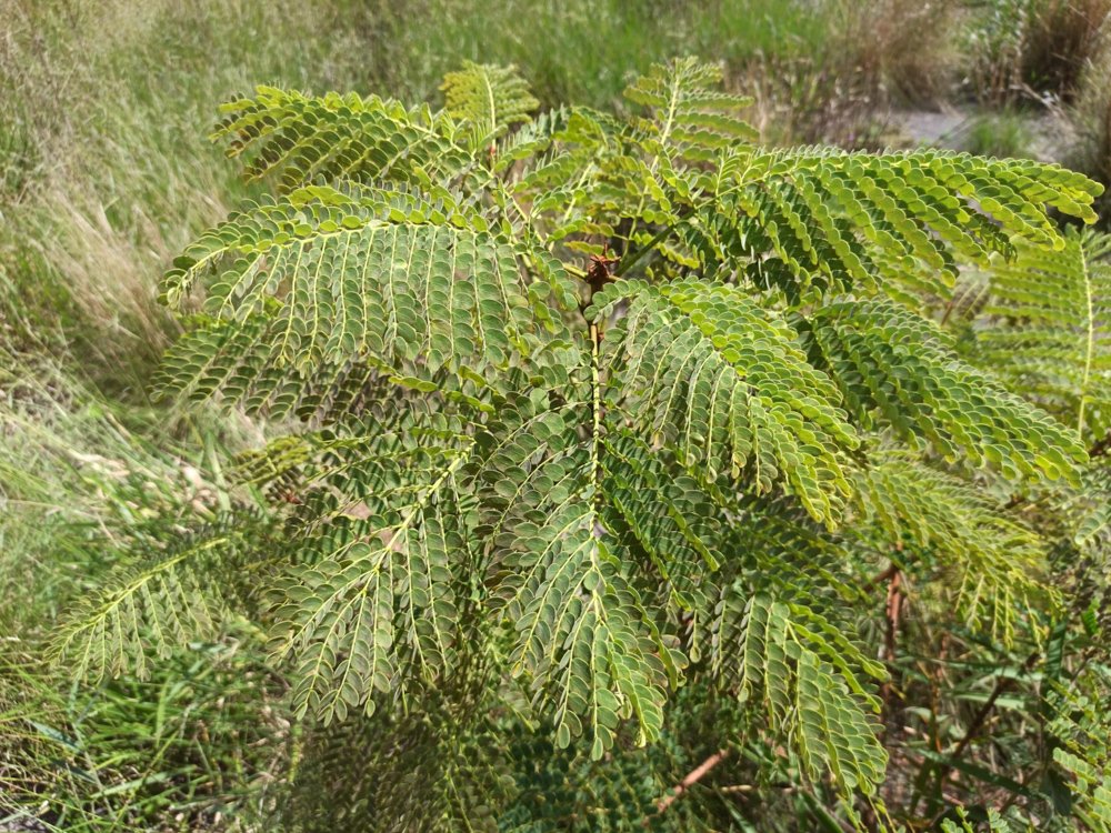 Stryphnodendron adstringens (Mart.) Coville – Barbatimão