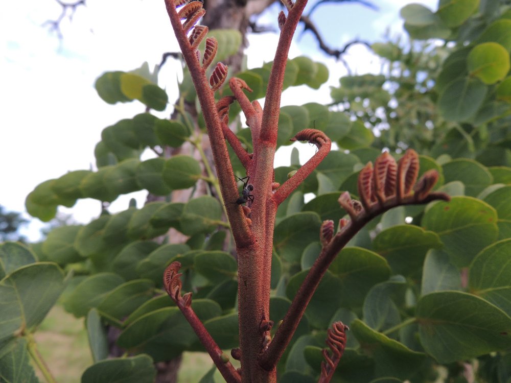 Stryphnodendron adstringens (Mart.) Coville – Barbatimão