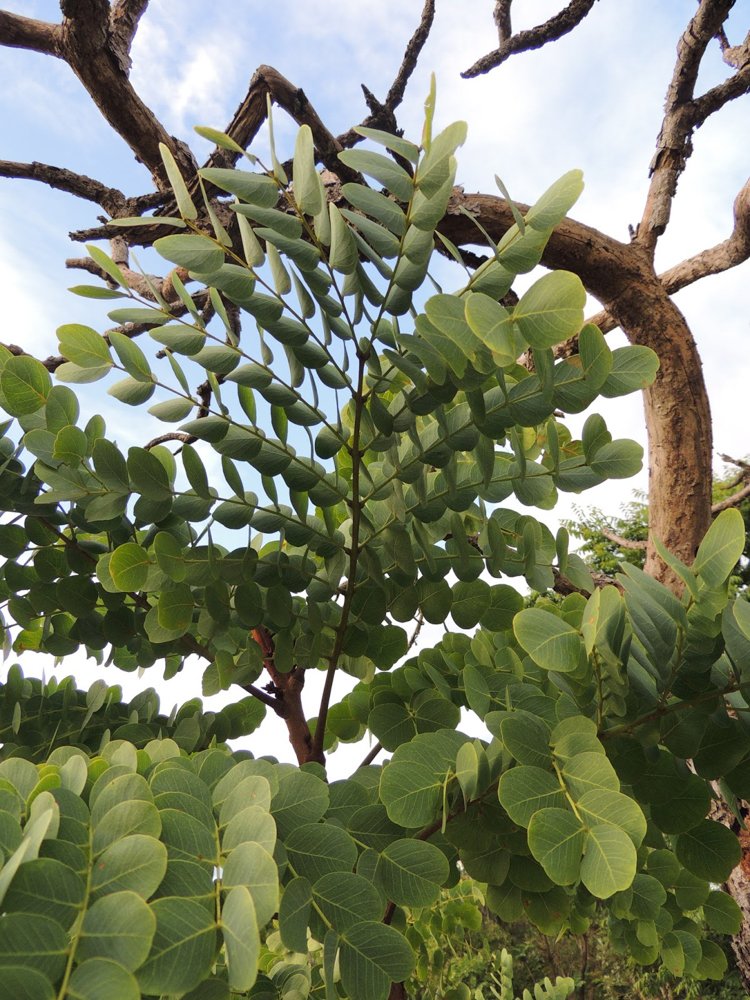 Stryphnodendron adstringens (Mart.) Coville – Barbatimão