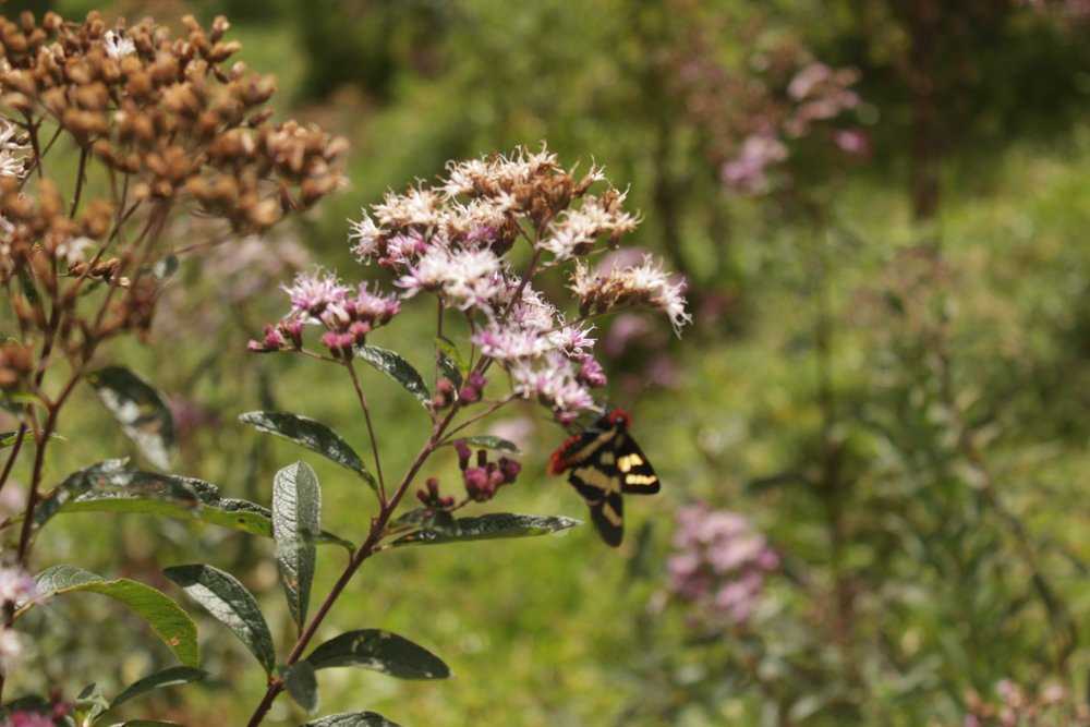 Vernonanthura polyanthes (Sprengel) Vega & Dematteis – Assa-peixe