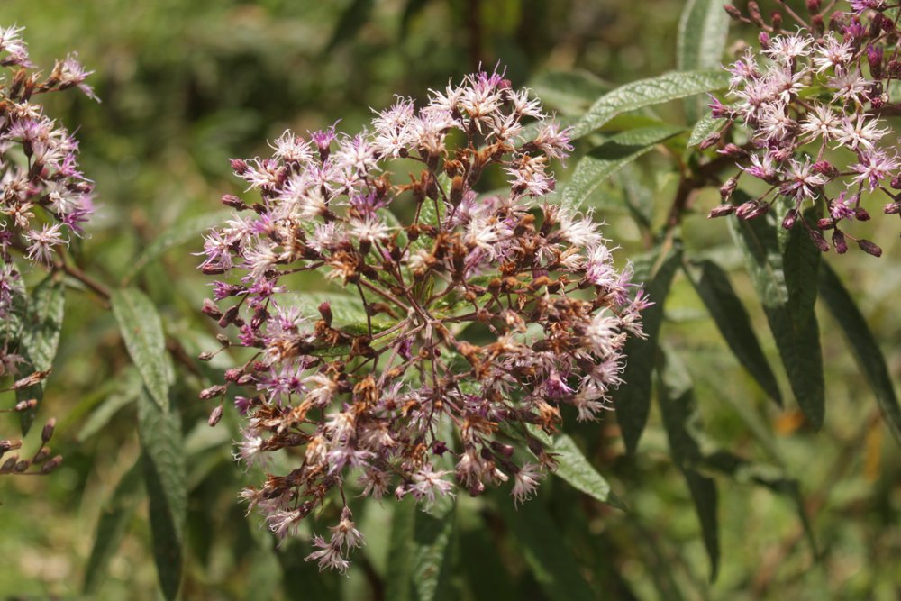 Vernonanthura polyanthes (Sprengel) Vega & Dematteis – Assa-peixe