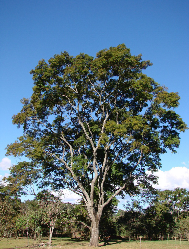 Anadenanthera colubrina (Vell.) Brenan – Angico
