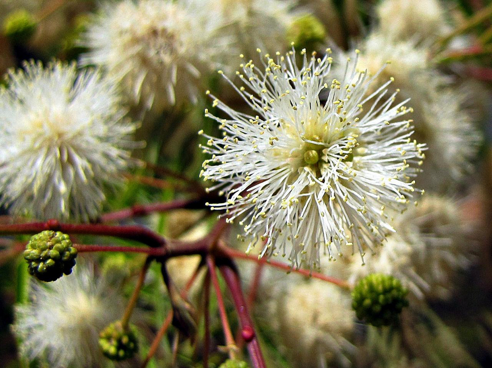 Anadenanthera colubrina (Vell.) Brenan – Angico