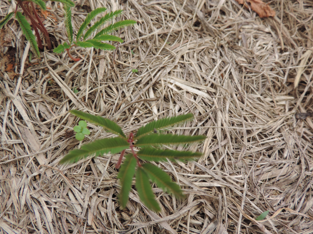 Anadenanthera colubrina (Vell.) Brenan – Angico