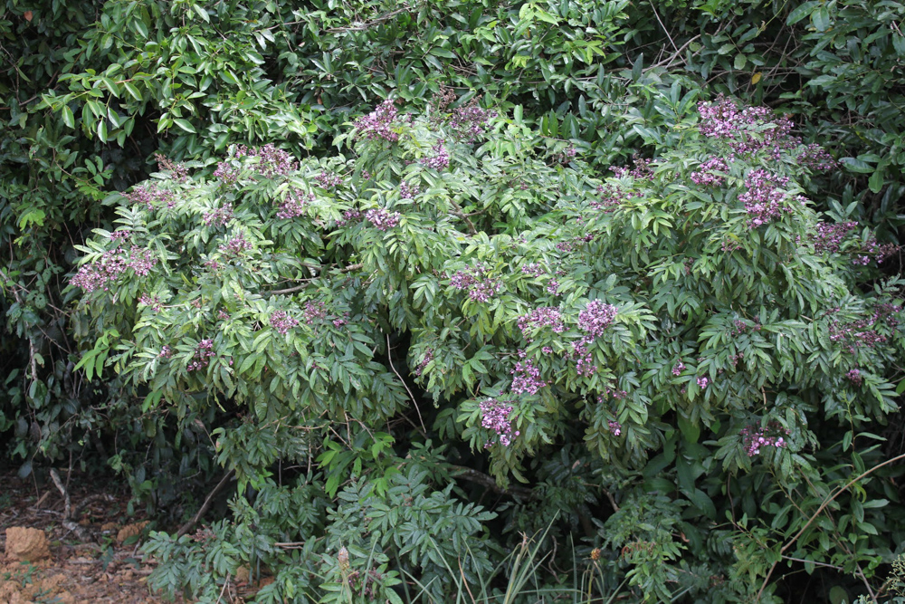 Andira fraxinifolia Benth. – Angelim-da-mata