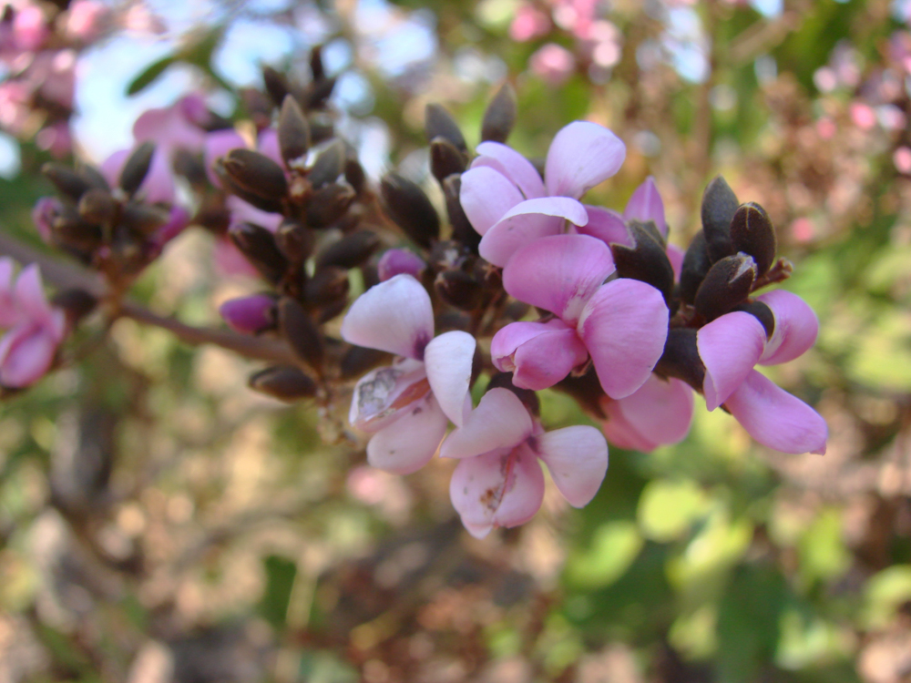 Andira fraxinifolia Benth. – Angelim-da-mata