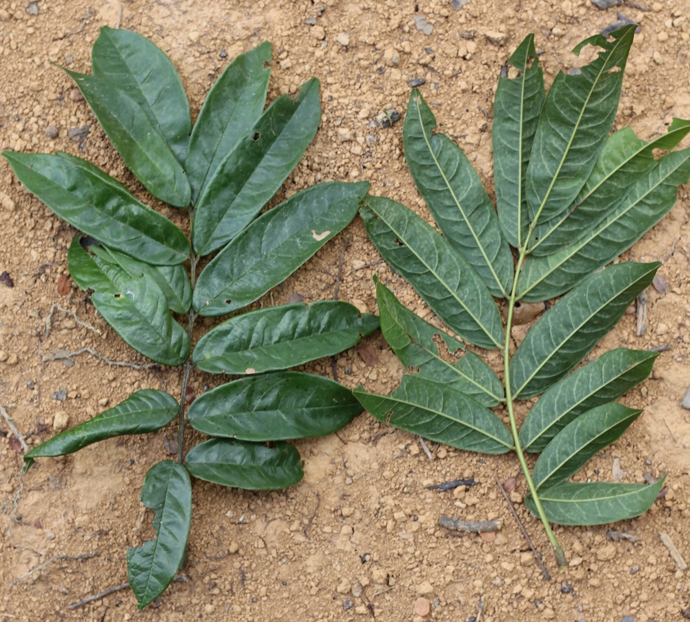 Andira fraxinifolia Benth. – Angelim-da-mata
