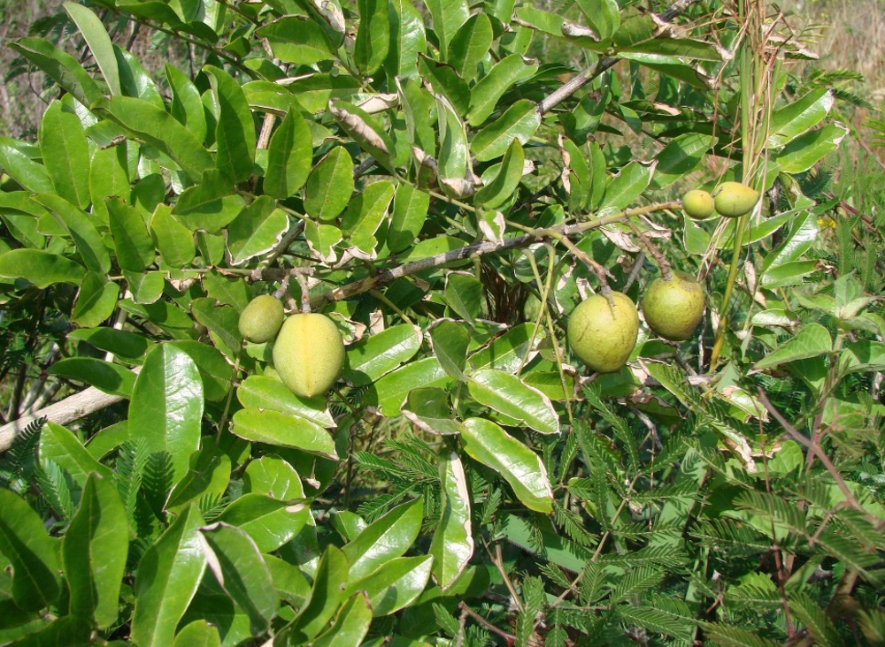 Andira fraxinifolia Benth. – Angelim-da-mata
