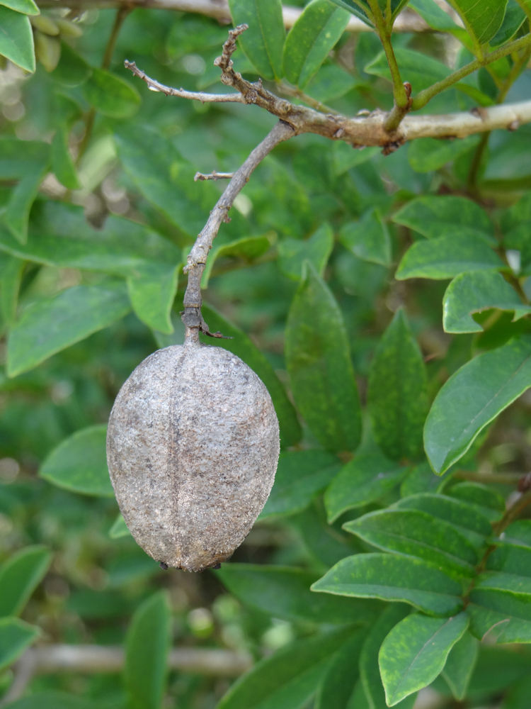 Andira fraxinifolia Benth. – Angelim-da-mata