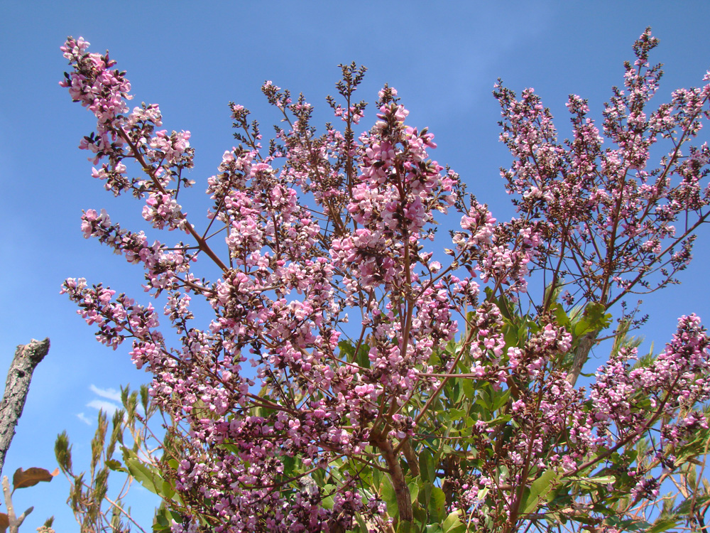 Andira fraxinifolia Benth. – Angelim-da-mata