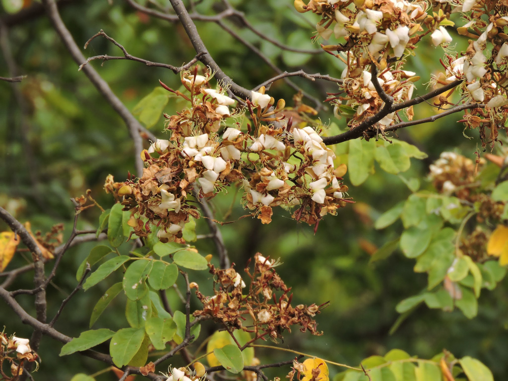Amburana cearensis (Allemão) A.C.Sm. – Amburana