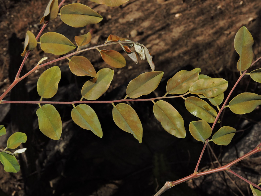 Amburana cearensis (Allemão) A.C.Sm. – Amburana