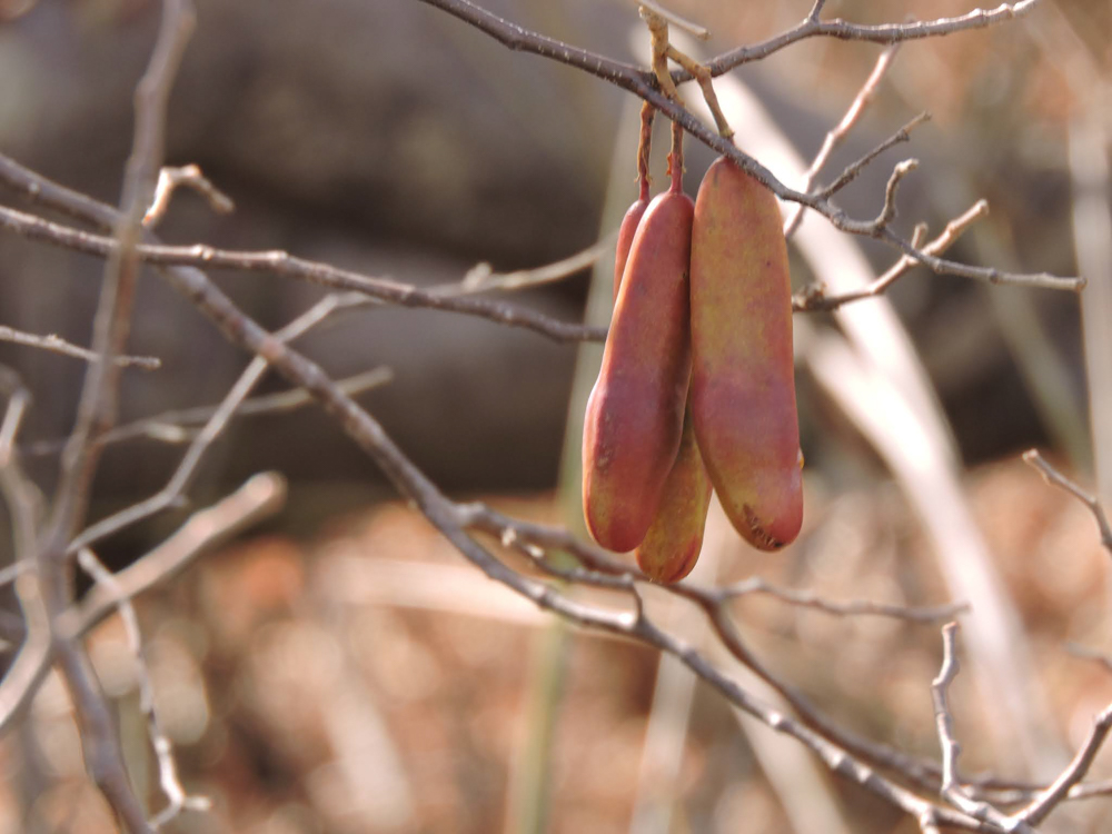 Amburana cearensis (Allemão) A.C.Sm. – Amburana