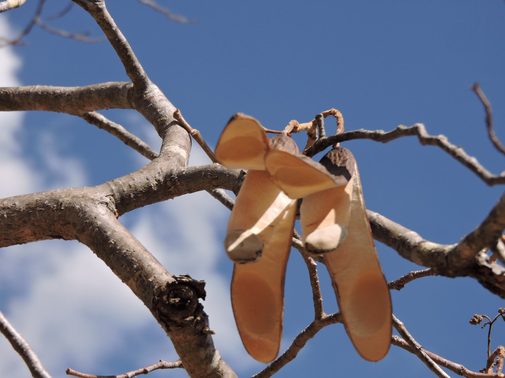 Amburana cearensis (Allemão) A.C.Sm. – Amburana