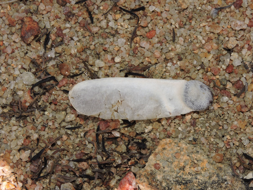 Amburana cearensis (Allemão) A.C.Sm. – Amburana