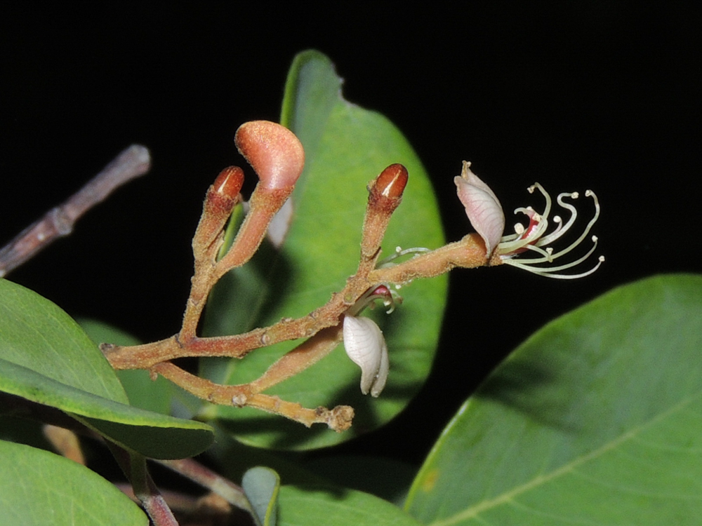 Amburana cearensis (Allemão) A.C.Sm. – Amburana