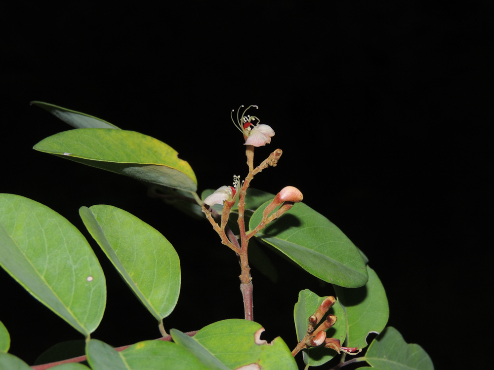 Amburana cearensis (Allemão) A.C.Sm. – Amburana