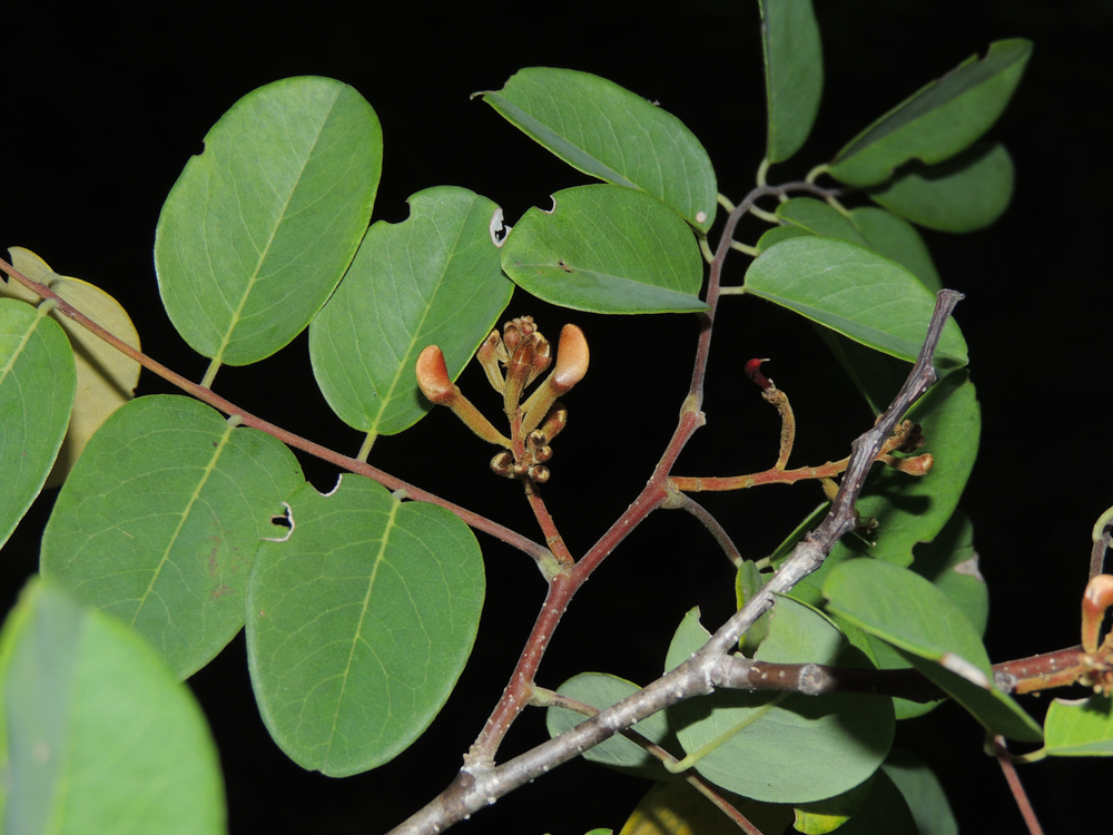 Amburana cearensis (Allemão) A.C.Sm. – Amburana