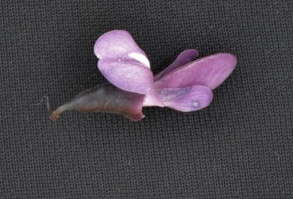 Vatairea macrocarpa (Benth.) Ducke – Amargoso-árvore, Passarinhão