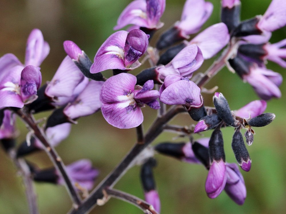 Vatairea macrocarpa (Benth.) Ducke – Amargoso-árvore, Passarinhão