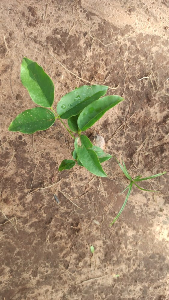 Vatairea macrocarpa (Benth.) Ducke – Amargoso-árvore, Passarinhão