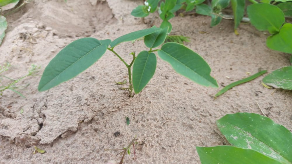 Vatairea macrocarpa (Benth.) Ducke – Amargoso-árvore, Passarinhão