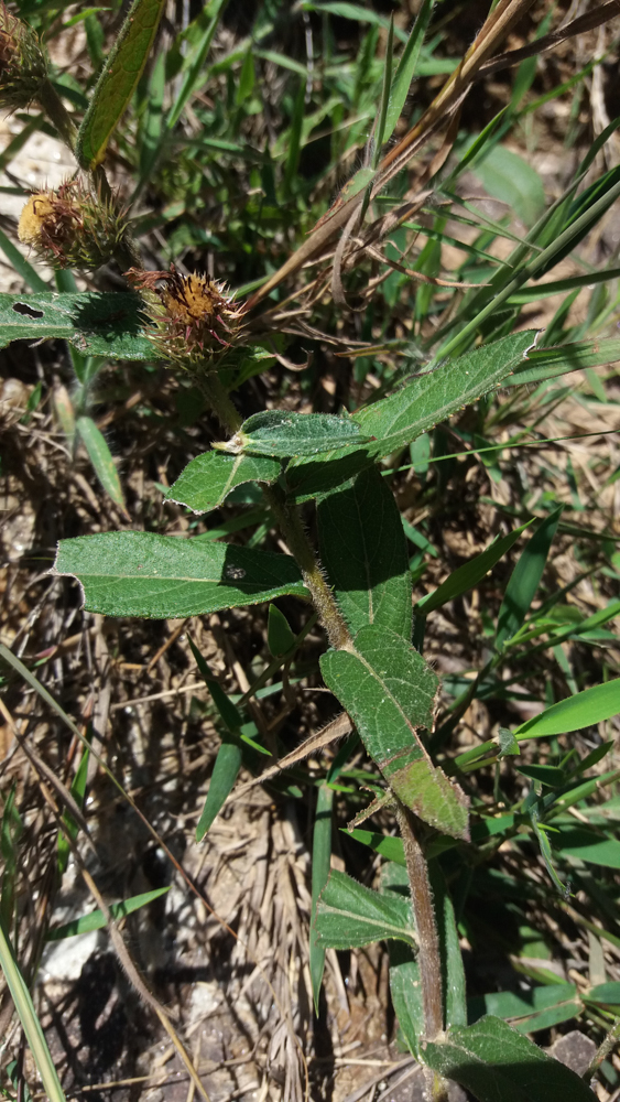 Lepidaploa aurea (Mart. ex DC.) H.Rob. – Amargoso
