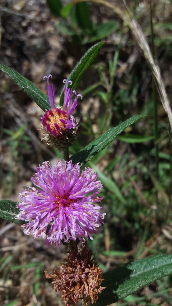 Lepidaploa aurea (Mart. ex DC.) H.Rob. – Amargoso