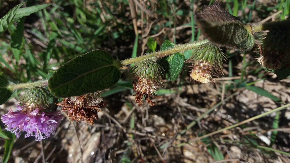 Lepidaploa aurea (Mart. ex DC.) H.Rob. – Amargoso
