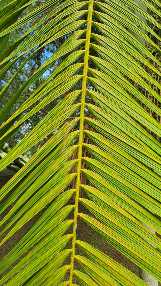 Euterpe edulis Mart. – Açaí