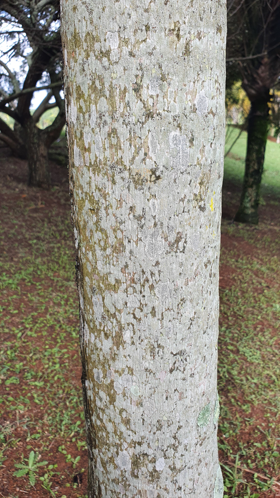 Euterpe edulis Mart. – Açaí