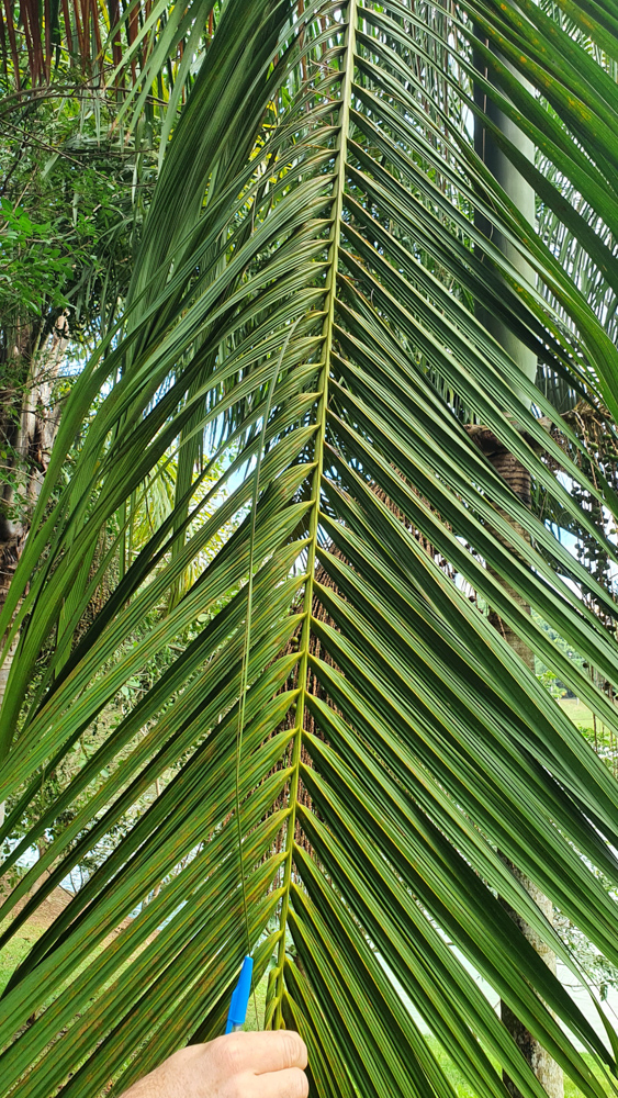 Euterpe edulis Mart. – Açaí
