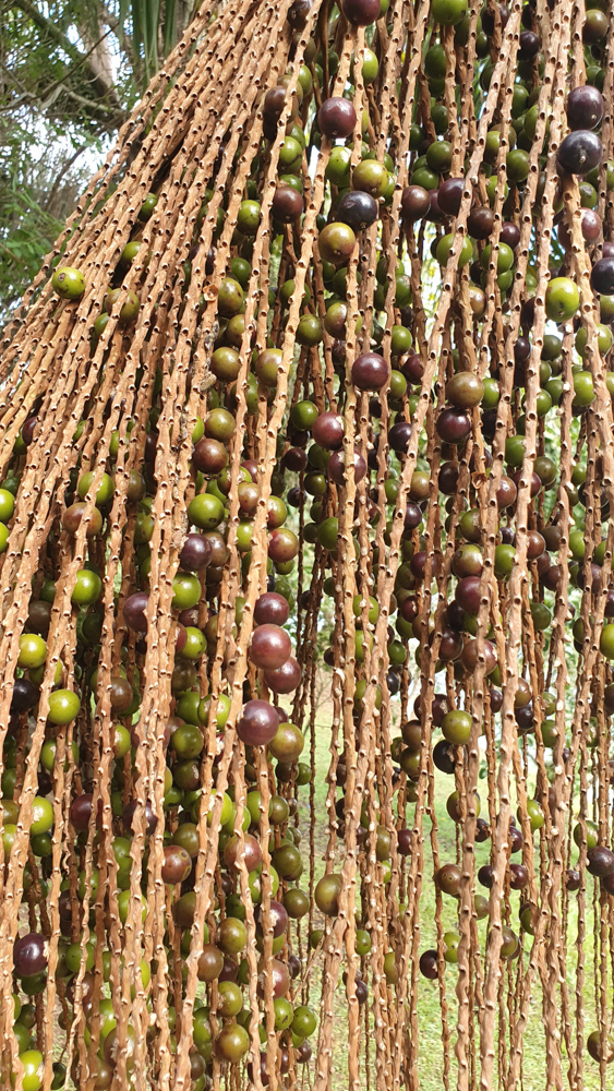 Euterpe edulis Mart. – Açaí