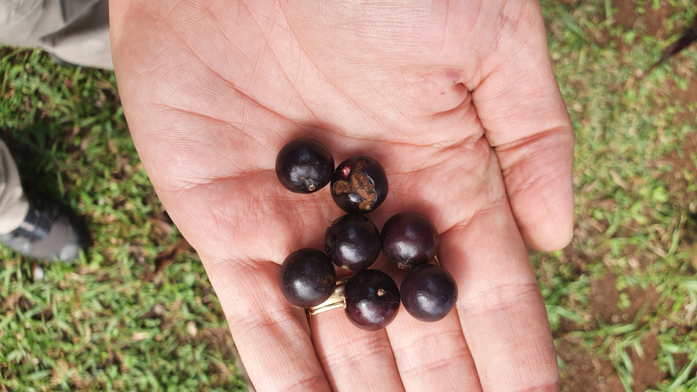 Euterpe edulis Mart. – Açaí