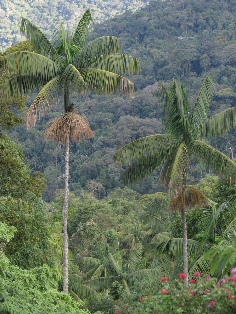 Euterpe edulis Mart. – Açaí
