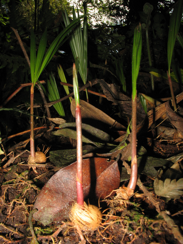 Euterpe edulis Mart. – Açaí